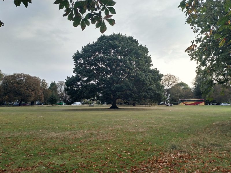 Ealing Common Oak